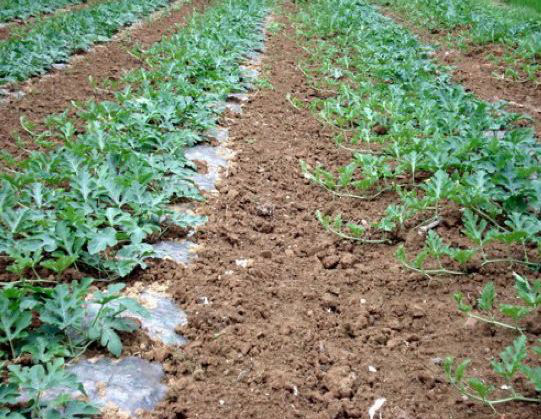 15133293635942150m2l.jpg 圖片82.jpg