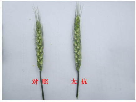 1513333772846266DfQ8.png blob.png