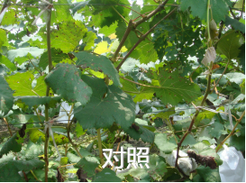 15550517866126140otp.png 圖片4.png