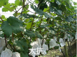 1555051794914368UfYj.png 圖片5.png